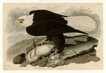 Aquila dalla testa bianca (Tavola 31 di Birds of America)